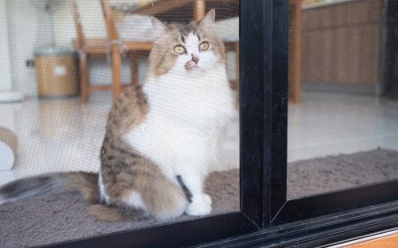 WATCH: House Cat Tries to Take on Bears Through Glass Door