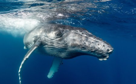 Humpback Whale Stranded On German Beach Finally Swims To Freedom