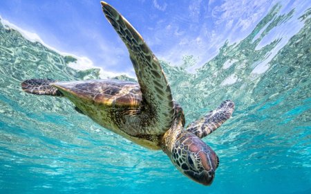 Marine Biologists Strap A Camera To A Sea Turtle And Learn Some Surprising Things
