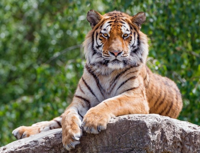 Tigers Placed On ‘Intermittent Fasting’ Diet At Popular NE China Park After Feeding Surge