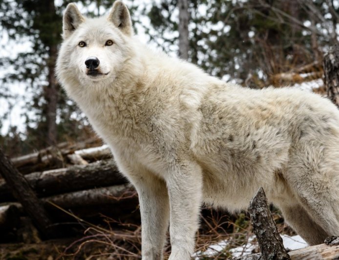 Fishermen Spot A Stunning White “Wolf” Along The Icy River Before Realizing The Animal Needs Rescuing