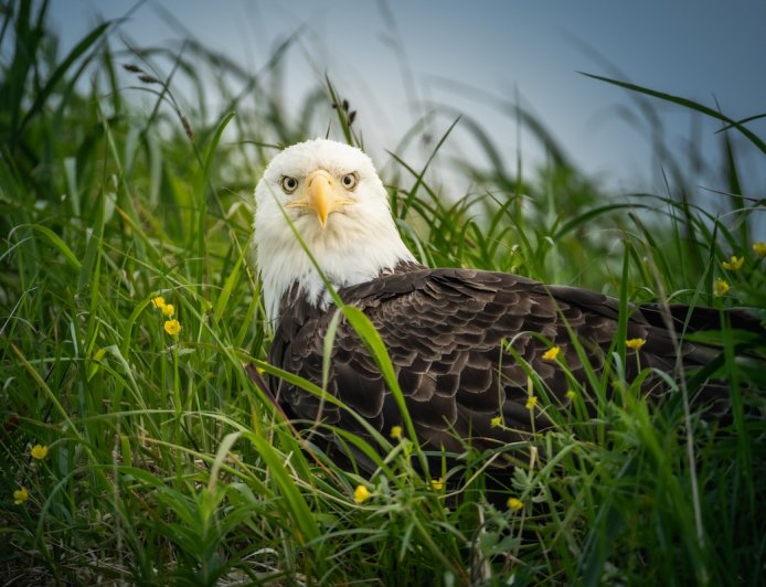 Bald Eagle Cam: Jackie and Shadow Have Laid Another Egg
