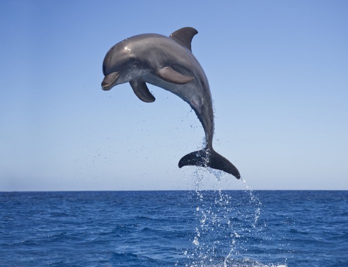 ‘This Never Happens!’: High-Flying Dolphin Shows off for Boaters