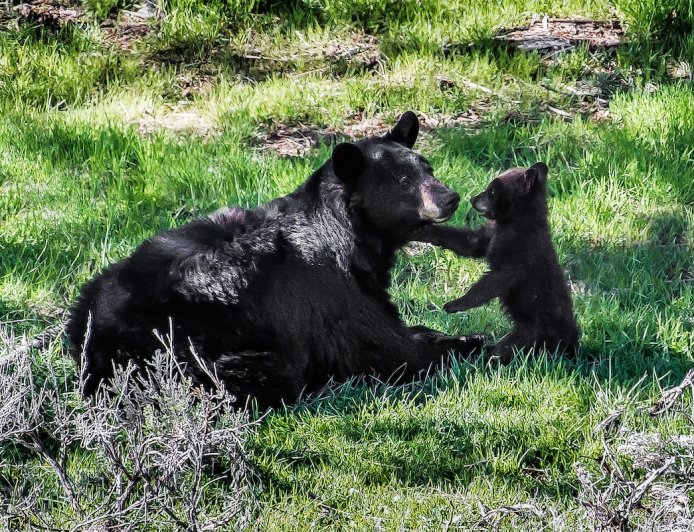 Mama Bear and Three Cubs Den Under California Home (Video)