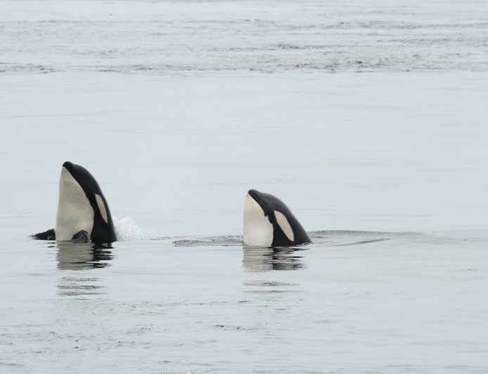 Killer Whales Surround Small Boat in Antarctica and ‘Spy Hop’