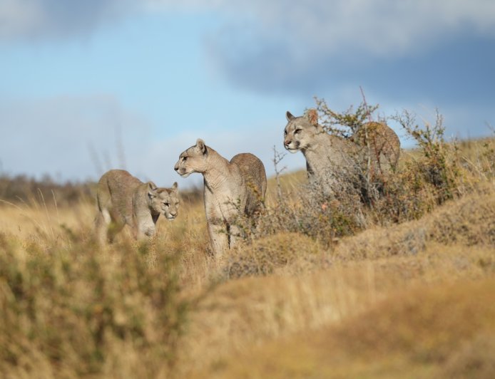 Security Camera Captures Trio of Mountain Lions in Shaver Lake