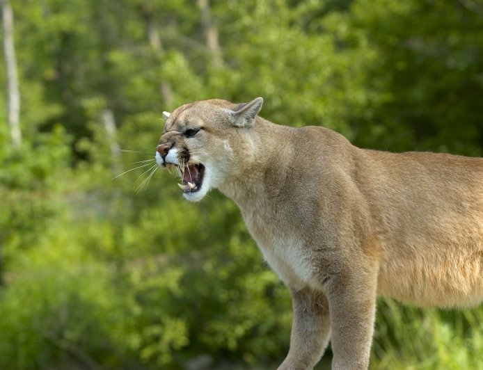 WATCH: Man Chases Cougar That Had His Dog in Its Mouth