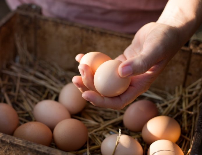 Family Sets Up Hidden Camera To Catch Unsuspecting Egg Thief In Now Viral Video