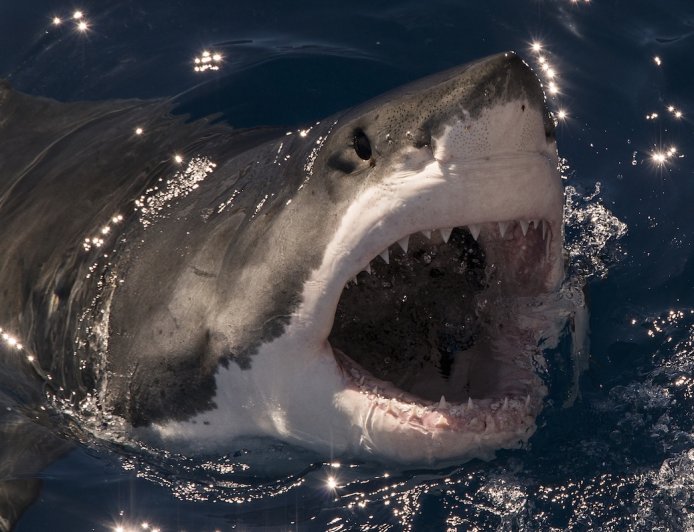 Would You Rescue a Great White Shark? This Couple Did (Video)
