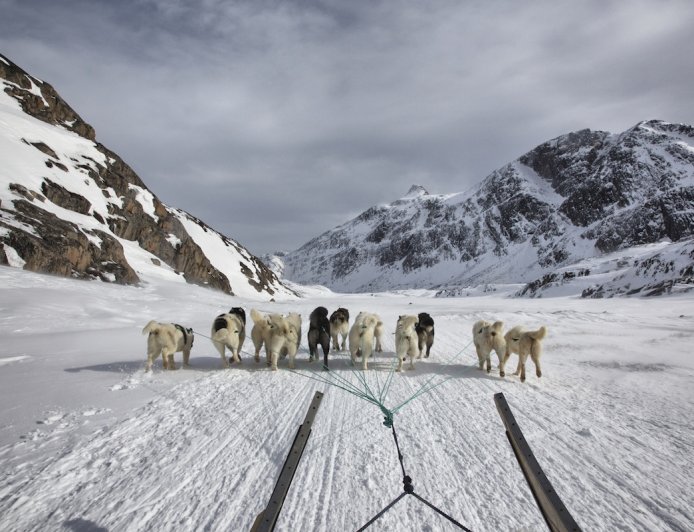 WATCH: Sled Dog Steals Camera and Records the Whole Thing