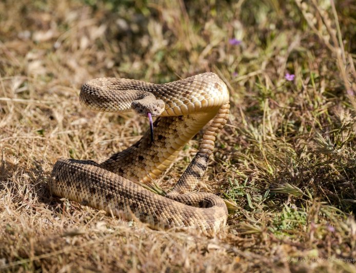 Young Mountain Biker Dies After Being Bitten by Rattlesnake
