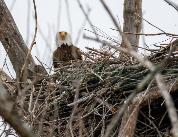 Wild Video Shows Bald Eagle Fighting Wind to Protect Nest