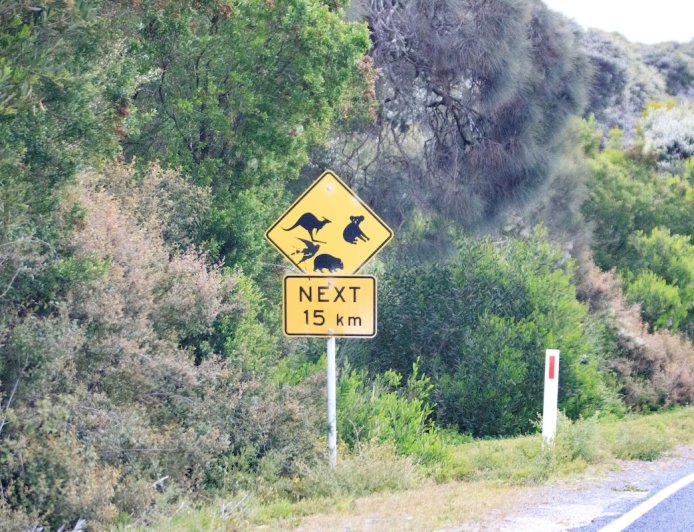 Adorable Animal Causes Mildly Inconvenient Traffic Jam