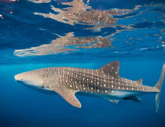 Divers Witnessed This Ocean Giant And Noticed An Entire Community Traveling With It