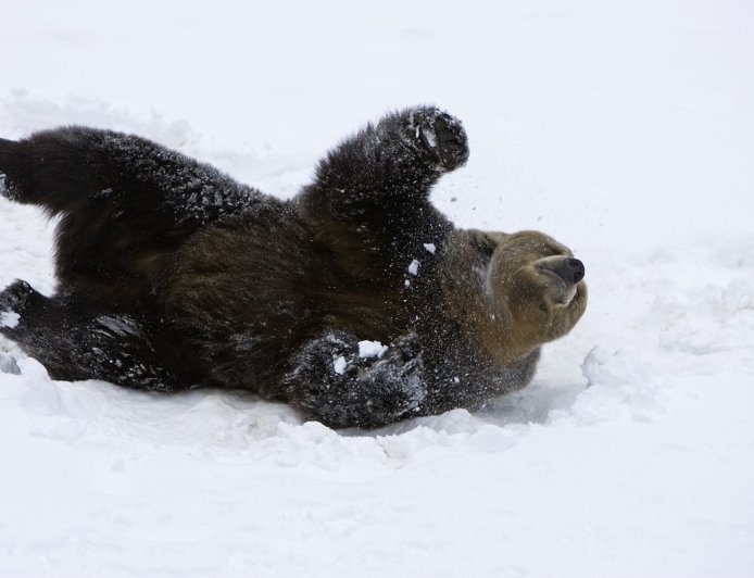 Drone Searching for Missing Man Found Playful Bear Instead