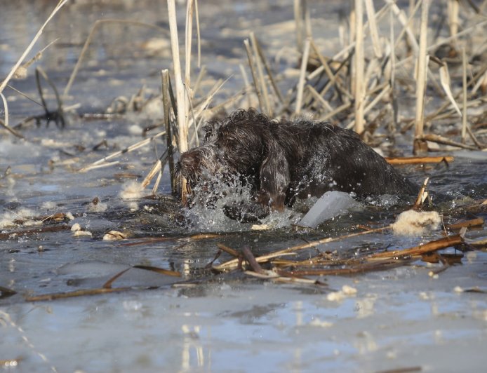 WATCH: Young Kayaker Rescues Dog From Freezing-Cold Pond