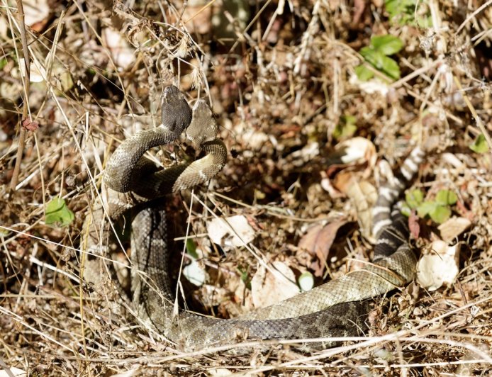 WATCH: Two Rattlesnakes Do Their Weird Dominance Dance