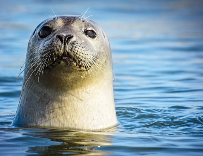 Diver Has Incredibly Adorable Interaction With Wild Seal: Watch Here