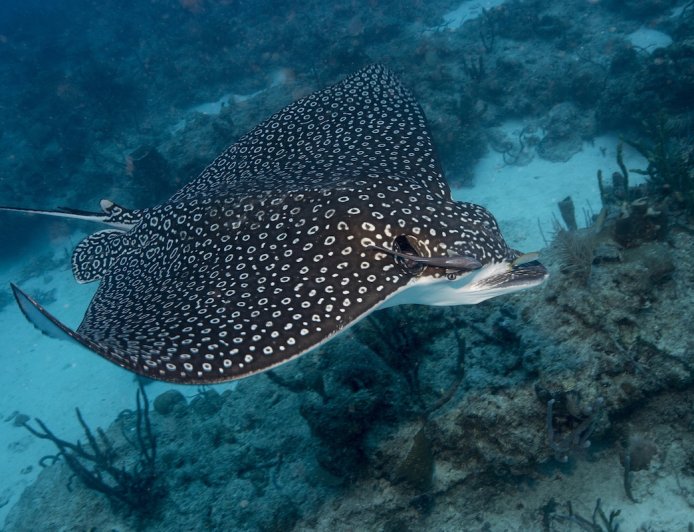 WATCH: Man Saves Stingray, Narrowly Avoids Nasty Sting