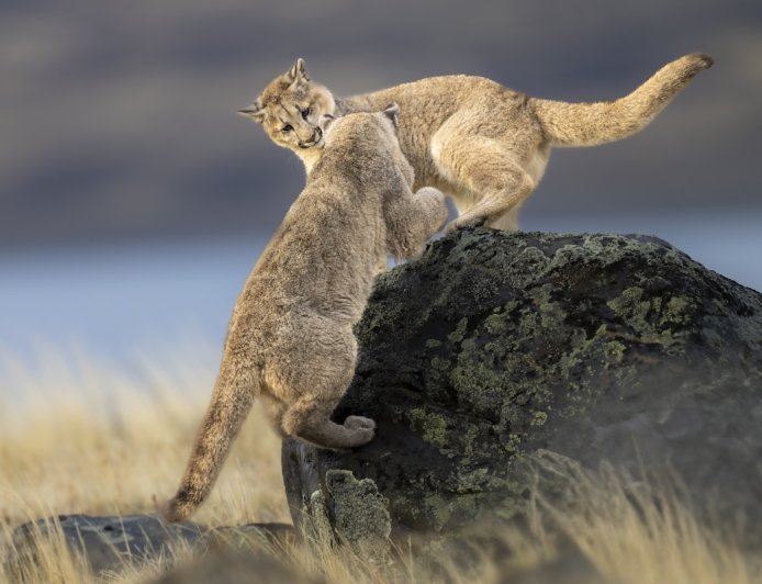 Caught on Trail Cam: Mountain Lions Play With Sign Nailed to Tree