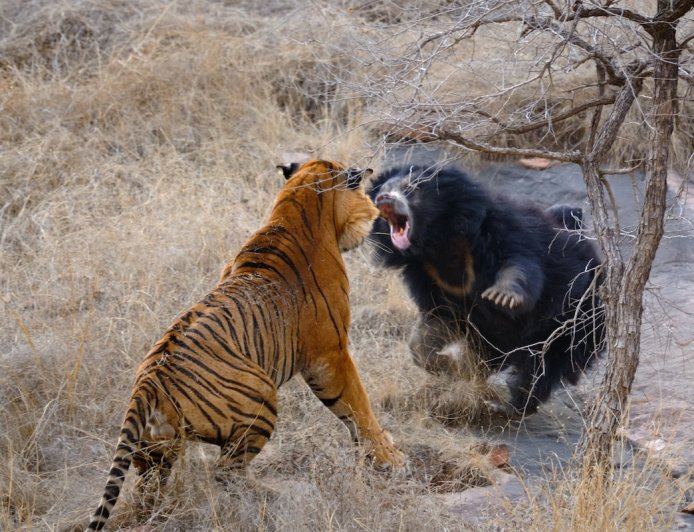 Intense Showdown: Sloth Bear vs. Tiger (Video)