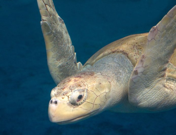 Rescue Center Reveals How They Saved A Turtle That Was Covered In Organisms