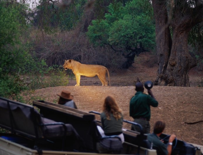 WATCH: Lion Shows up for Dinner in Botswana