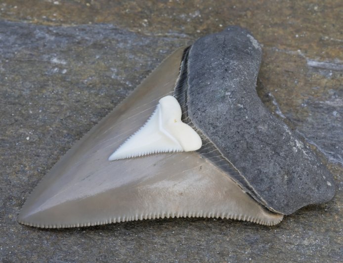 10-Year-Old Boy Discovers Rare, Massive Shark Tooth
