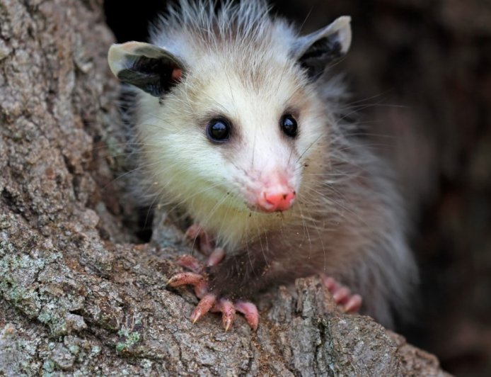 Rescuers Save An Opossum From A Roof And Find A Lovely Surprise