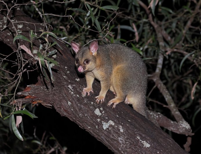 Viral Video: Possum Tries to Tightrope Walk Across Light Strand