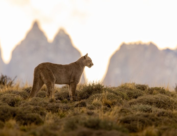 ‘Dream Come True’: Campers Spot Puma in Their Campsite