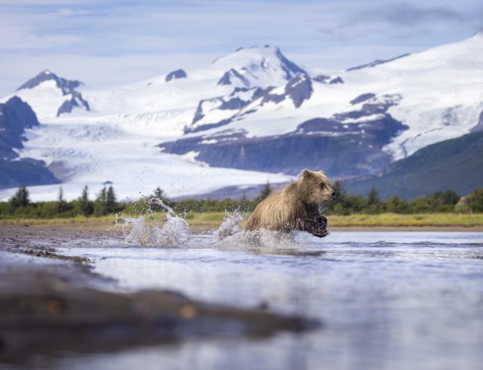 Young Brown Bears Score a Fish and Are Loving Life (Video)
