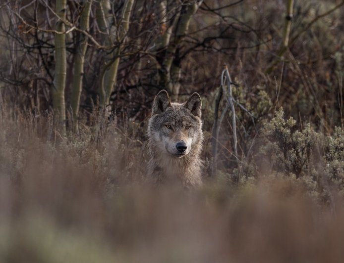 Oregon Man Comes Face to Face With Wolf in Rare Encounter