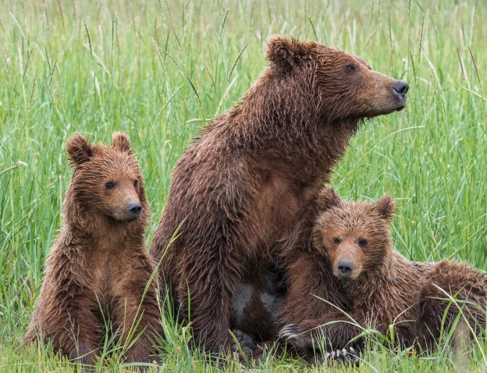 WATCH: Brown Bear and Cubs Peacefully Cross Alaskan Tundra