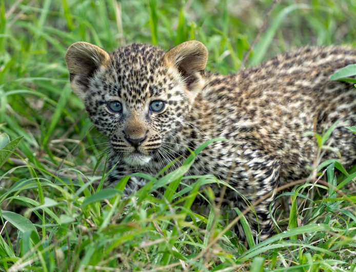 Baby Leopard Plops off Safari Tent—Here’s What Happened Next