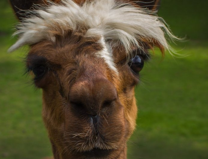 Orphaned Baby Alpaca Forms Adorable Friendship With Goats