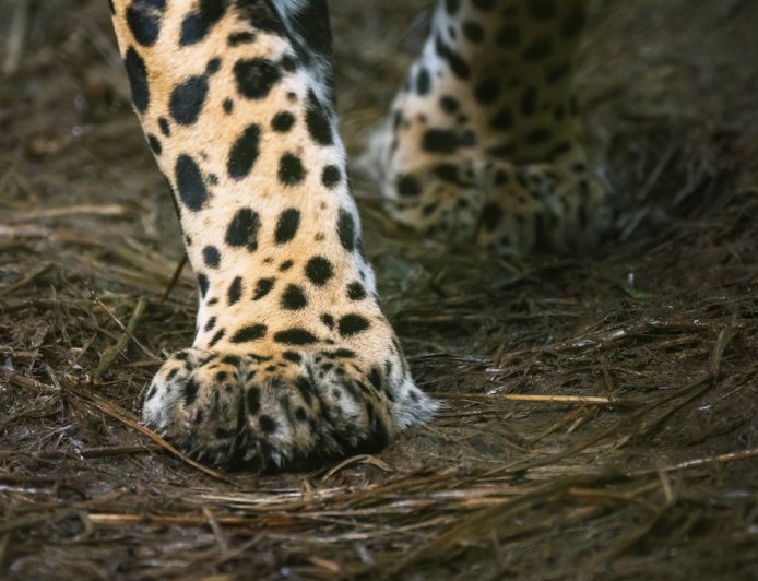 ‘Rare Moment from Our Camera Trap’: See the Beautiful Footage