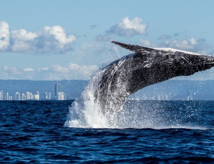 Insane Footage Shows A Massive Humpback Whale Trapped Inside A California Harbor