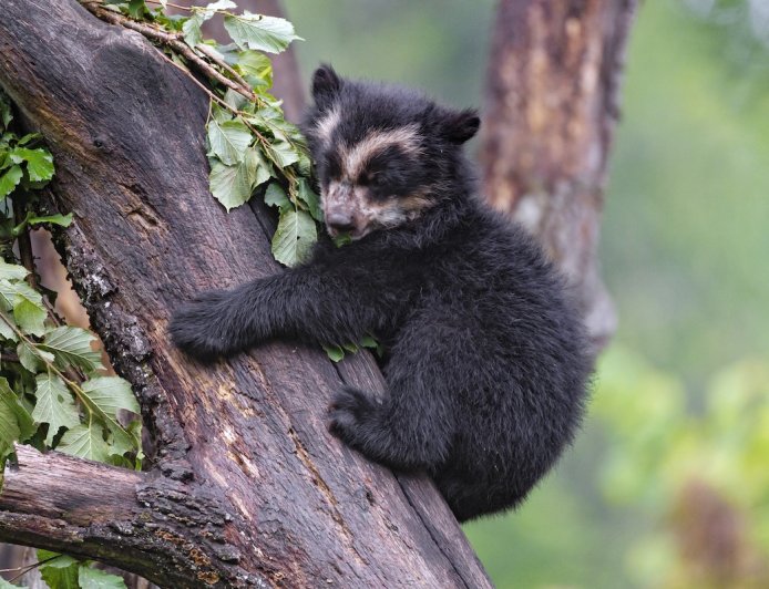 WATCH: Beautiful Footage of Andean Bears in Colombia
