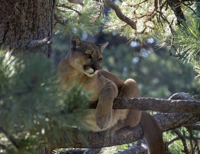 Man Stumbles Upon Four Mountain Lions in a Single Tree (Video)