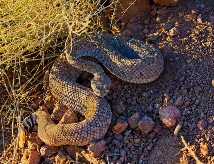 Second Person in a Month Dies From Rattlesnake Bite in California