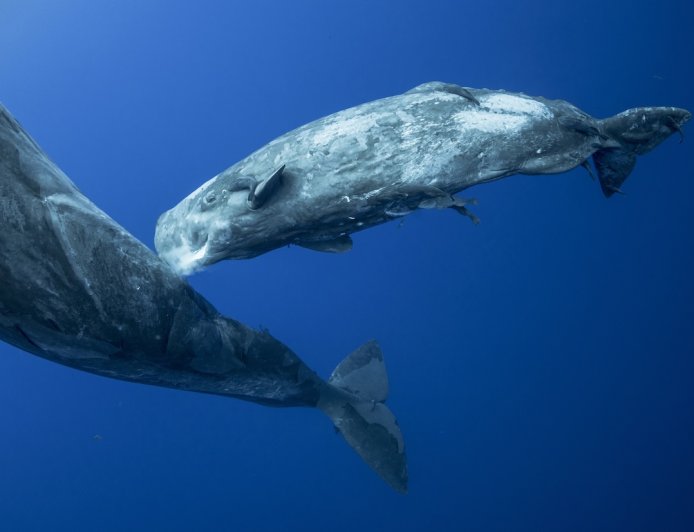 Rare Footage Shows Sperm Whales Supporting Hours-Long Birth
