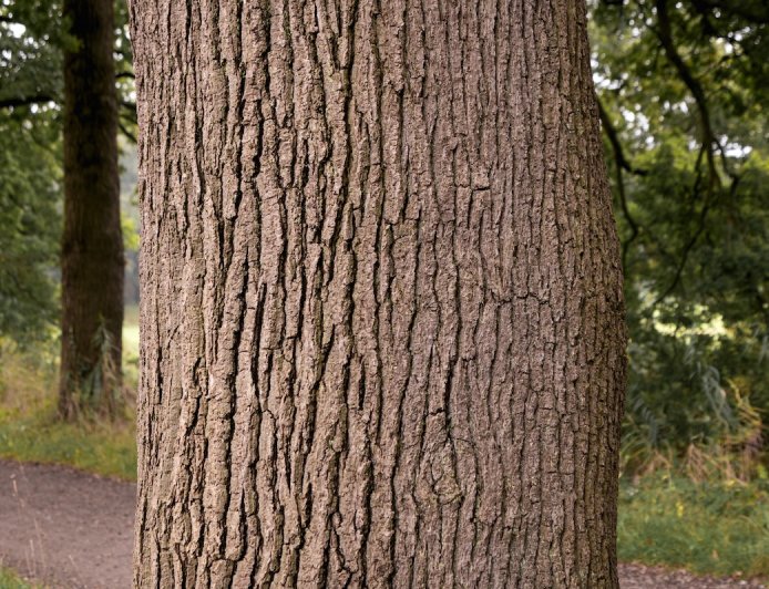 Can You Find the Camouflaged Animal on the Tree Bark?