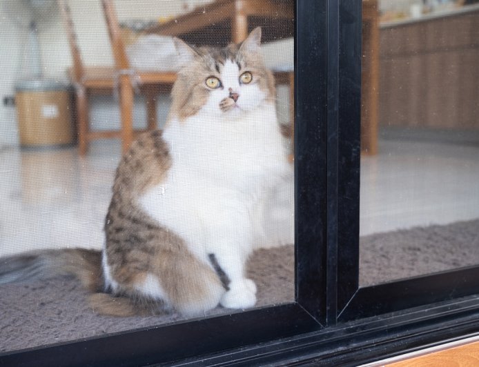 WATCH: House Cat Tries to Take on Bears Through Glass Door