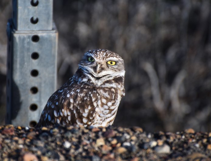 Police Officers Rescue Adorable Injured Owl Stranded on Road