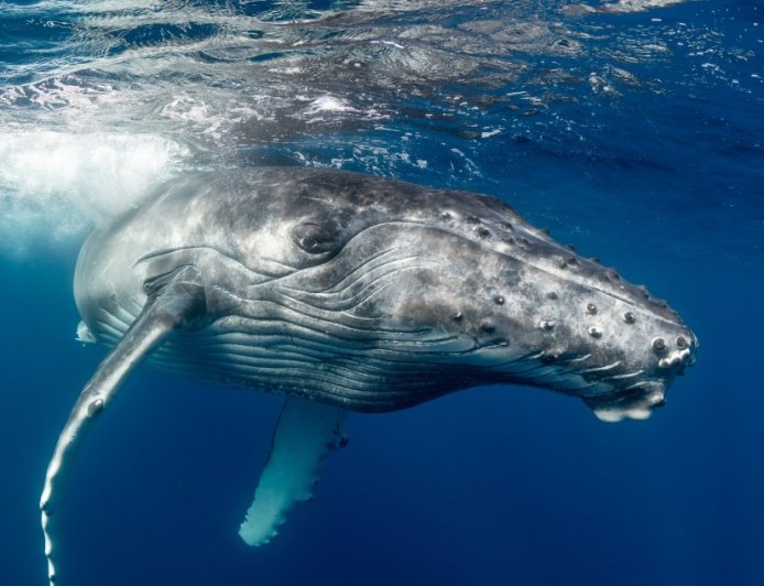 Humpback Whale Stranded On German Beach Finally Swims To Freedom