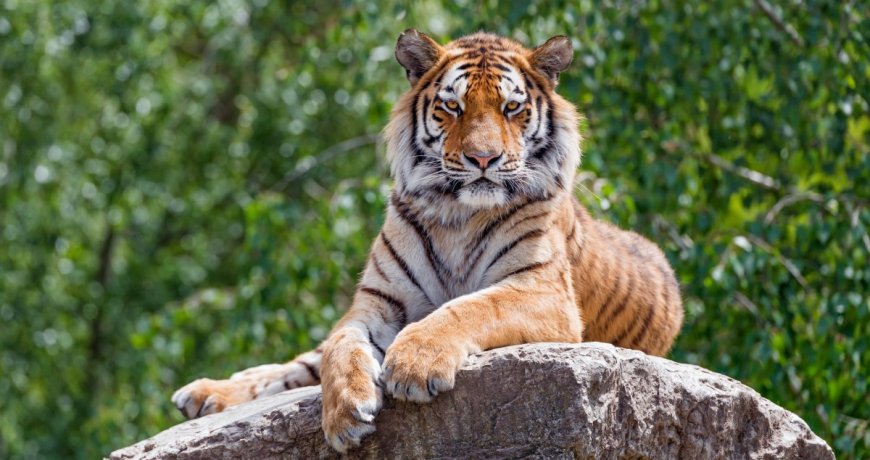 Tigers Placed On ‘Intermittent Fasting’ Diet At Popular NE China Park After Feeding Surge