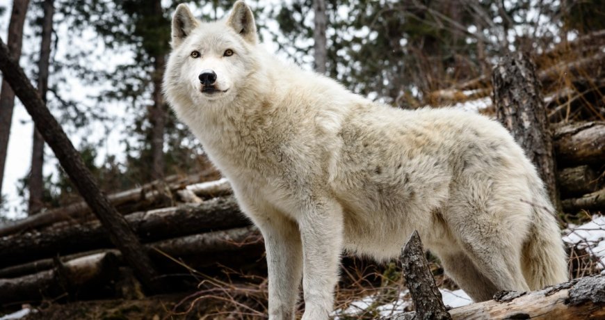 Fishermen Spot A Stunning White “Wolf” Along The Icy River Before Realizing The Animal Needs Rescuing