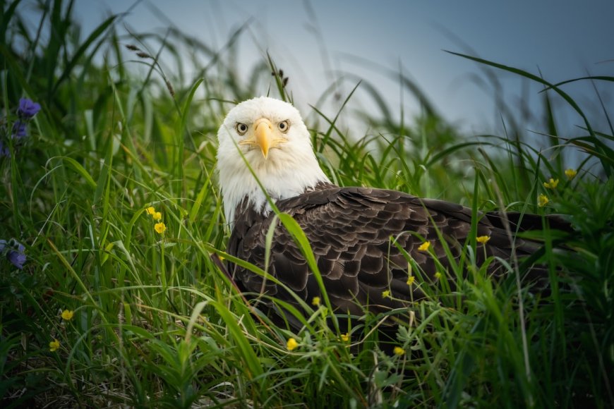 Bald Eagle Cam: Jackie and Shadow Have Laid Another Egg