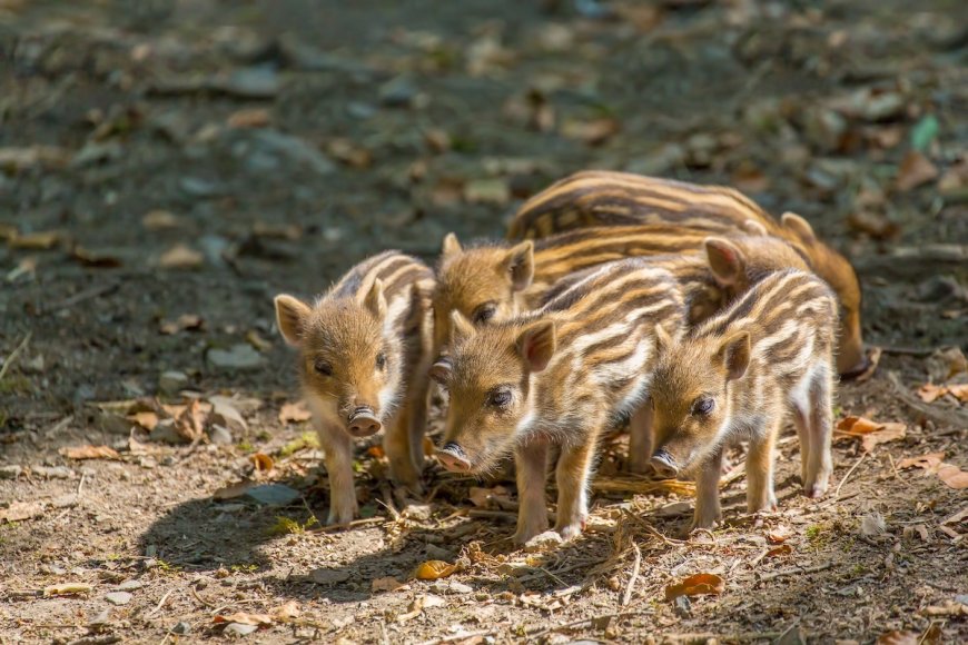 A Bunch of Baby Wild Boars Crossing a River Will Make Your Day